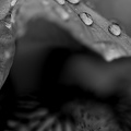 iris aphilae 2025.36 dt bw