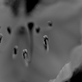 rhododendron 2025.01 dt bw