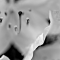 rhododendron 2025.02 dt bw