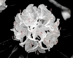 rhododendron 2025.03 dt bw