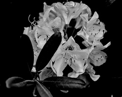 rhododendron 2025.04 dt bw