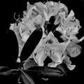 rhododendron 2025.04 dt bw
