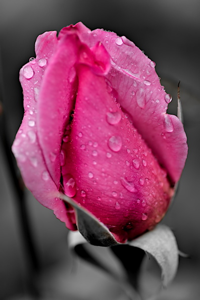 rosa centifolia 2025.06_dt_bw (1).jpg