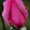 rosa centifolia 2025.06 dt