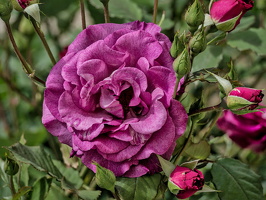 rosa centifolia 2025.19 dt
