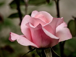 rosa centifolia 2025.16 dt