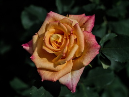 rosa centifolia 2025.13 dt