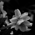 philadelphus  2025.02 dt bw