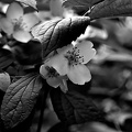 philadelphus  2025.05 dt bw