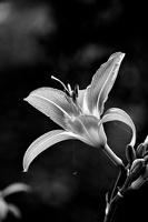 lilium 2025.02 dt bw