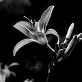 lilium 2025.03 dt bw
