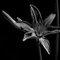 lilium 2025.05 dt bw