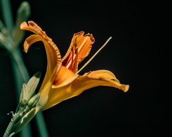 lilium 2025.07 dt