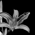 lilium 2025.09 dt bw