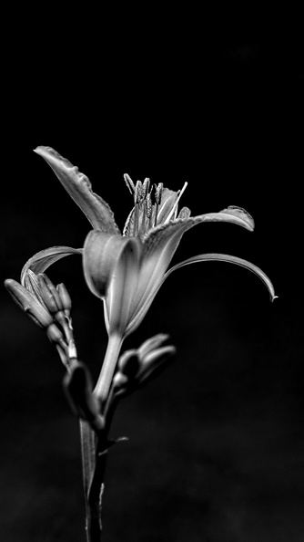 lilium 2025.10_dt_bw.jpg