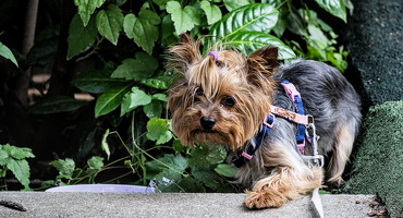 yorkie 2025.01 dt