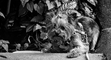 yorkie 2025.01 dt bw
