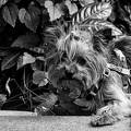 yorkie 2025.01 dt bw
