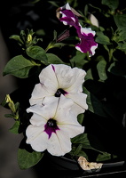petunia 2025.01 dt_d810