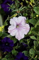 petunia 2025.02 dt d810
