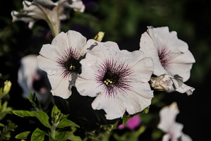 petunia 2025.03 dt d810