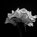 rosa centifolia 2025.32 dt  bw d810 (1)