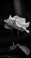rosa centifolia 2025.34 dt bw d810 (1)