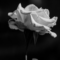rosa centifolia 2025.34 dt bw d810 (1)