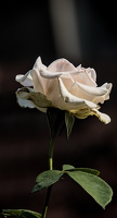 rosa centifolia 2025.34 dt d810 (1)