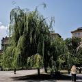 willow 2025.01 dt d810