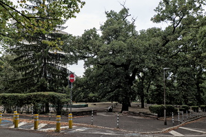 slaweykow oaks 2025.01 dt