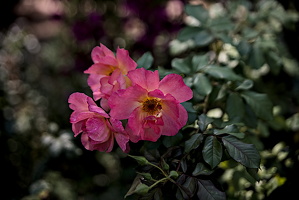 rosa centifolia 2025.36 dt d810 (1)
