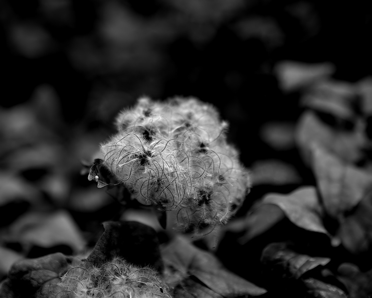 blossom.2025.02_dt_bw.jpg