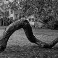 tree 2025.01 dt bw