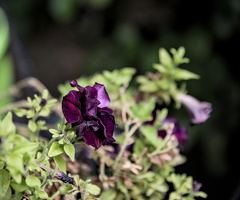 petunia 2025.04 dt d810