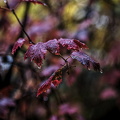 red.leaves.2025.01 dt