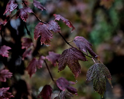 red.leaves.2025.02 dt (2)