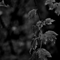 red.leaves.2025.05 dt bw (1)