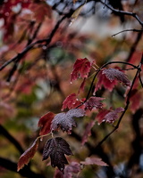 red.leaves.2025.07 dt (1)