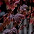 red.leaves.2025.08 dt (1)