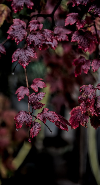 red.leaves.2025.09_dt (1).jpg