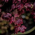 red.leaves.2025.10 dt (1)