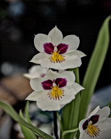 orchideae.2025.02 dt