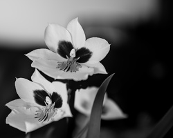 orchideae.2025.05 dt bw