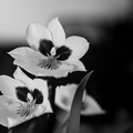 orchideae.2025.05 dt bw