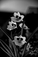 orchideae.2025.07 dt bw