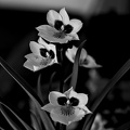 orchideae.2025.07 dt bw