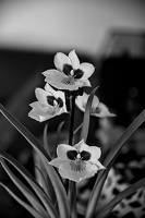 orchideae.2025.08 dt bw