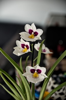 orchideae.2025.08 dt