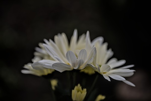chrysanthemum 2025.02 dt